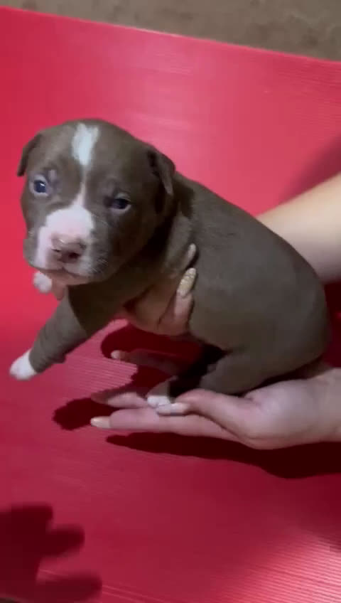 American Pit Bull Terrier perros en venta: camada American Pitbull Terrier  - Video 4
