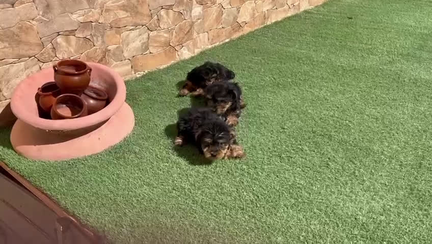Yorkshire Terrier perros en venta: Yorkshire toy  - Video 1