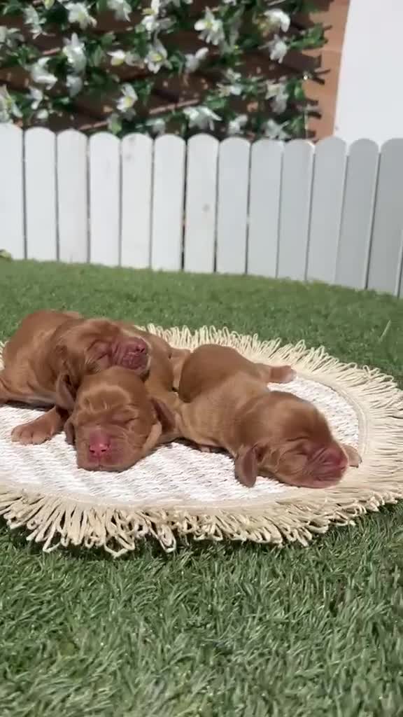 Cocker Spaniel Inglés perros en venta: COCKER SPANIEL INGLES 💙 - Video 1