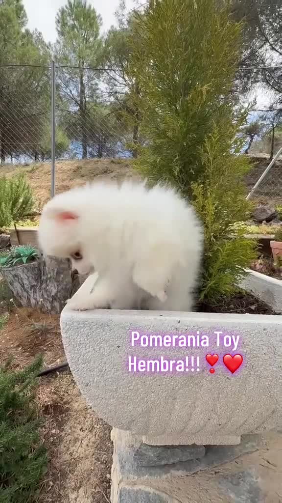 Pomerania perros en venta: Pomerania lista para entregar !!!! - Video 1
