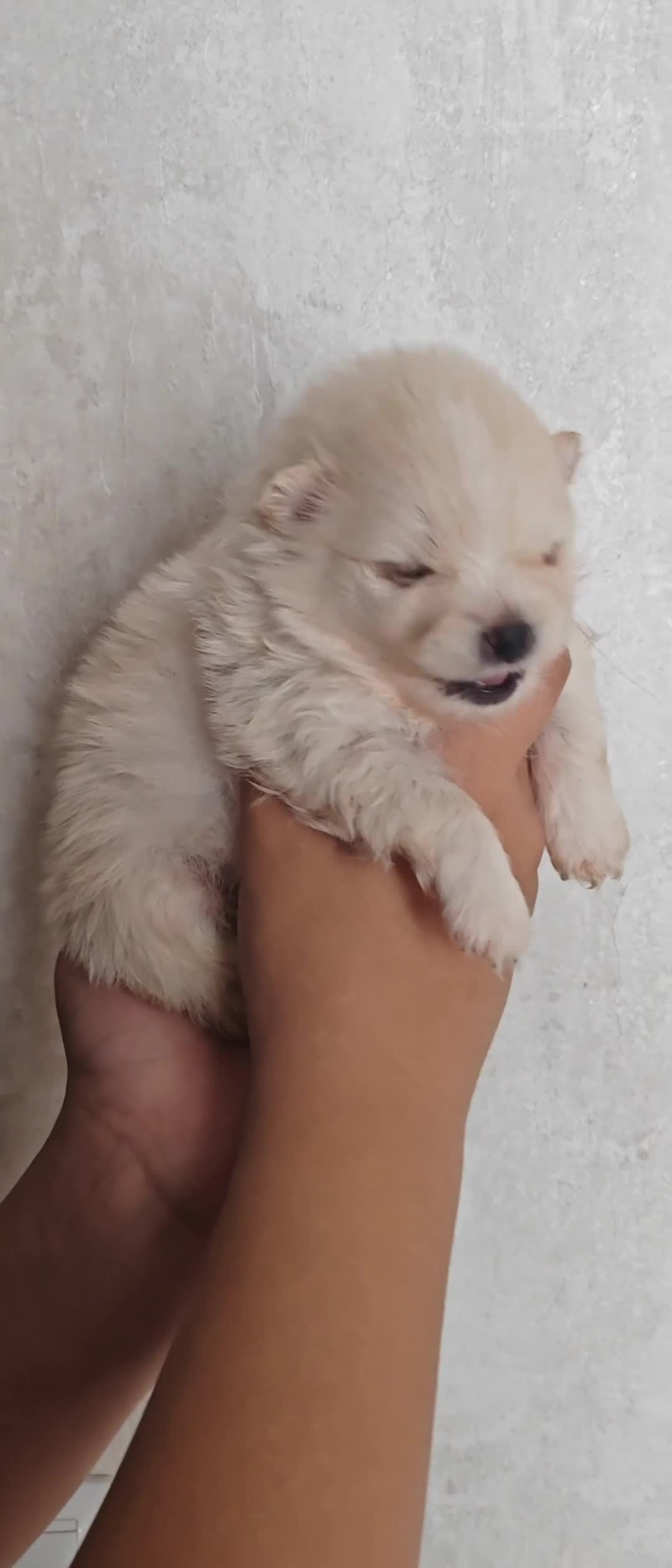Pomerania perros en venta: Disponible 3 hembras y 1 machoPOMERANIA - Video 1