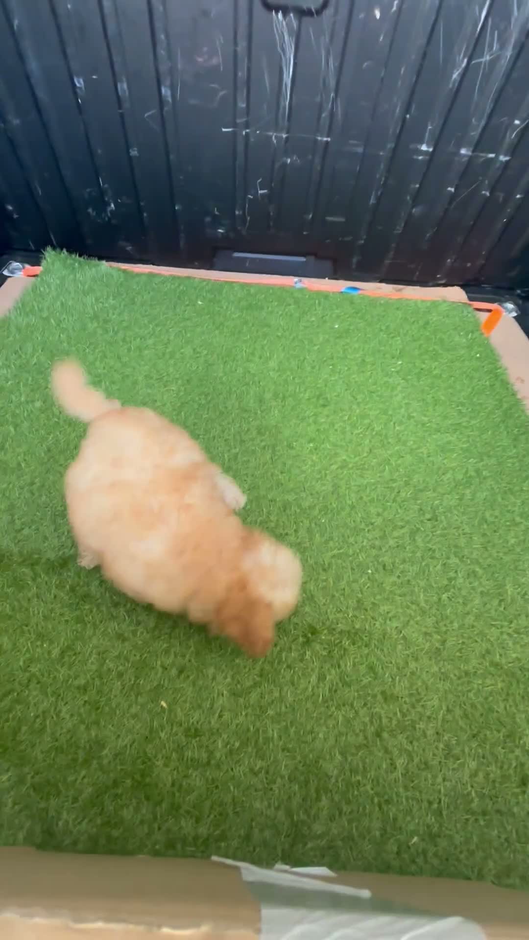 Caniche Toy perros en venta: caniche toy apricot alta calidad  en Pontevedra - Video 2