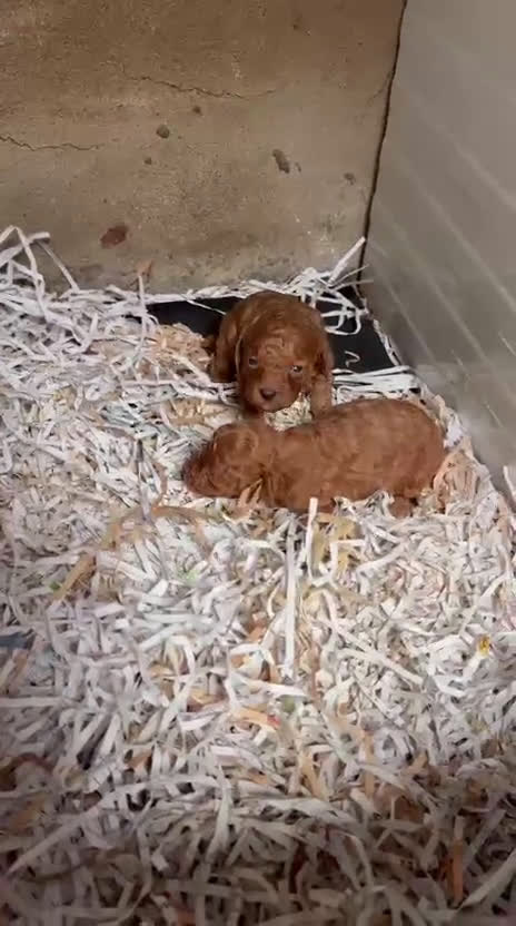 Caniche Toy perros en venta: Caniche rojo toy - Video 1