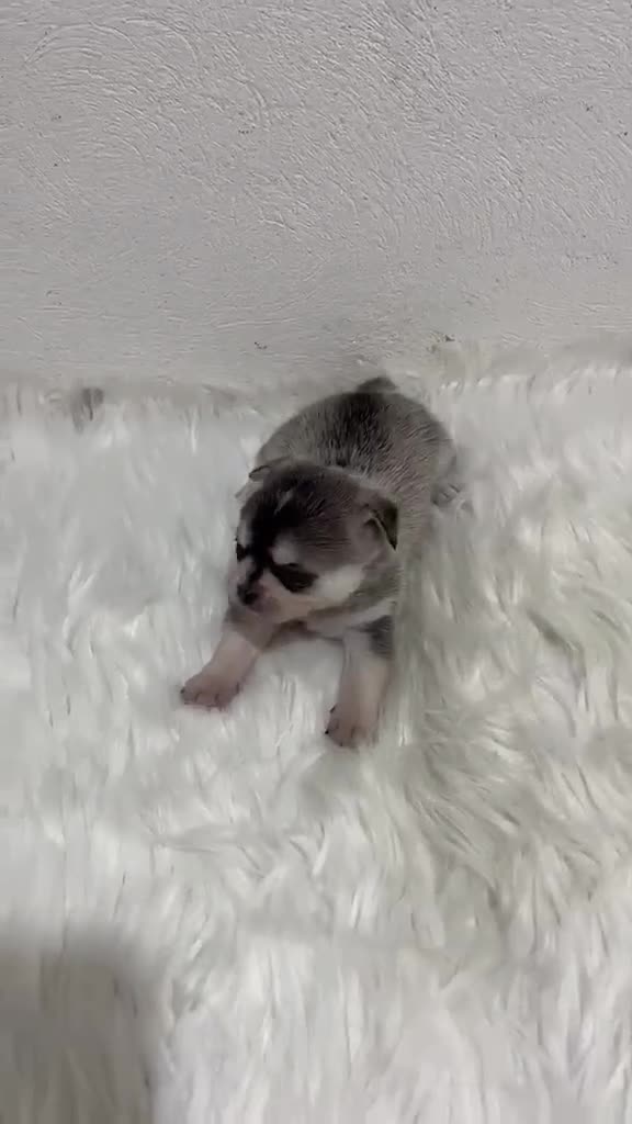 Chihuahua perros en venta: CHIHUAHUA MINI TOY - Video 1