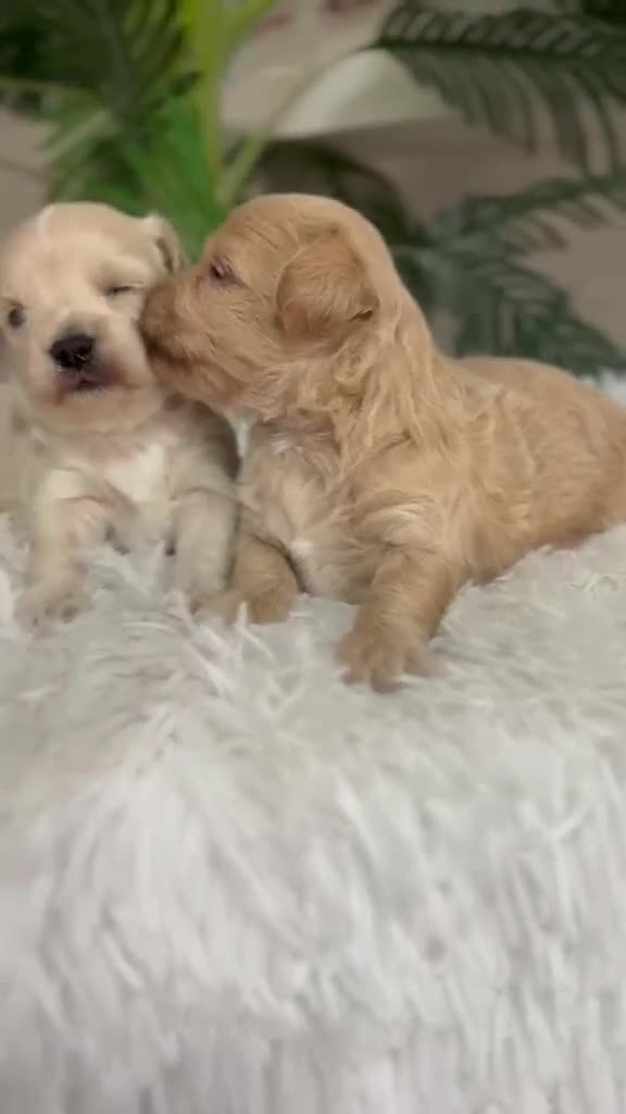 Maltipoo perros en venta: MALTIPOO - Video 1