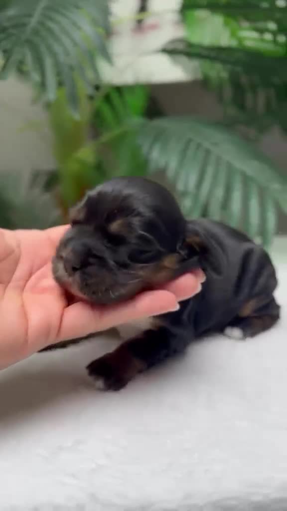 Cocker Spaniel Inglés perros en venta: COCKER SPANIEL INGLES - Video 1