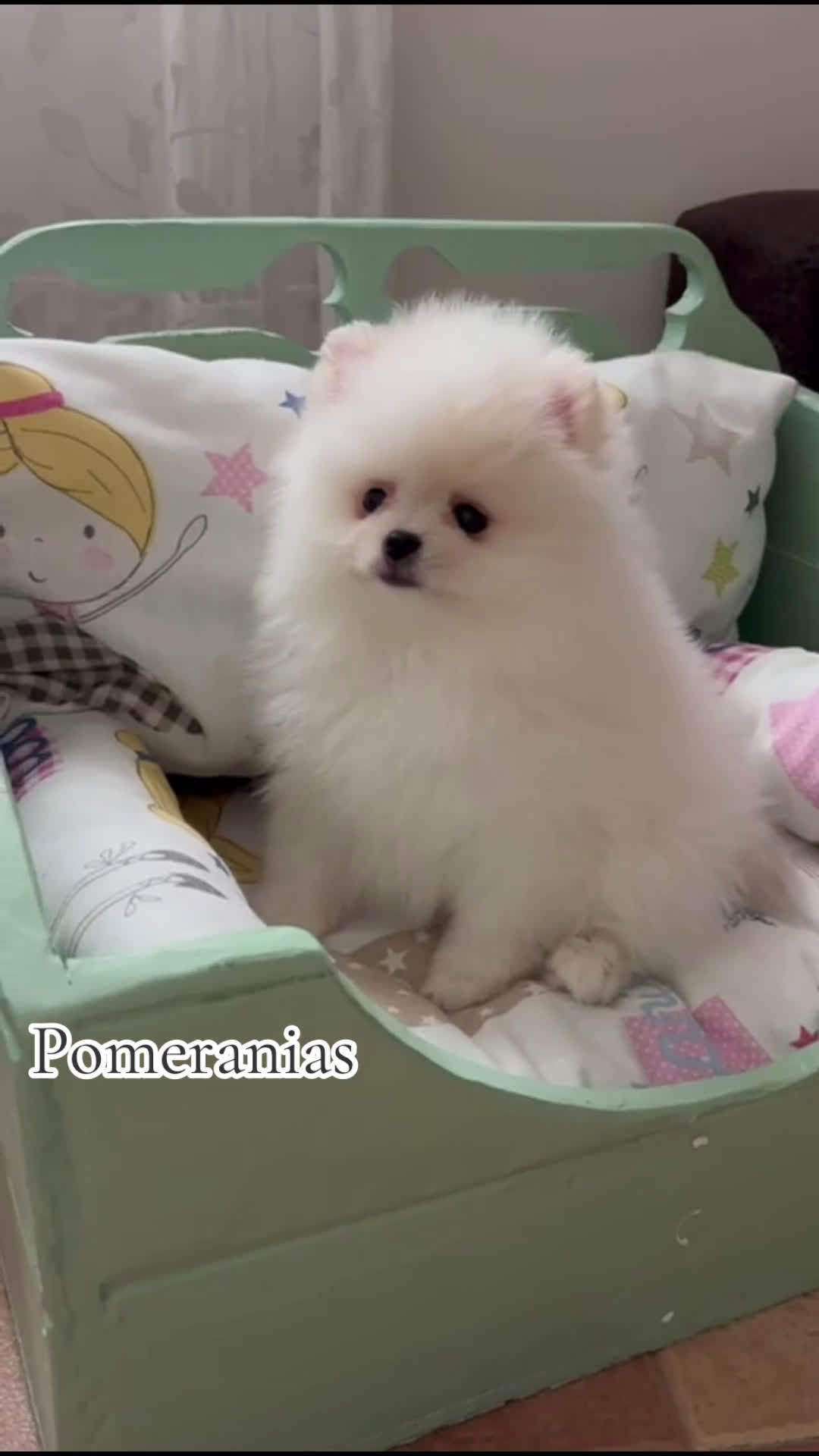 Pomerania perros en venta: Pomeranias macho toy entrega en diciembre!!! - Video 1