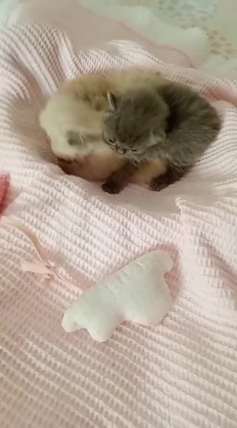 Exótico de Pelo Largo gatos en venta: Gatitos persa y malayo disponible - Video 2