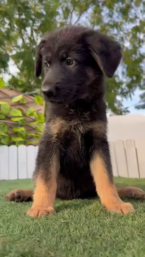 Pastor Alemán perros en venta: PASTOR ALEMAN HEMBRA - Video 2