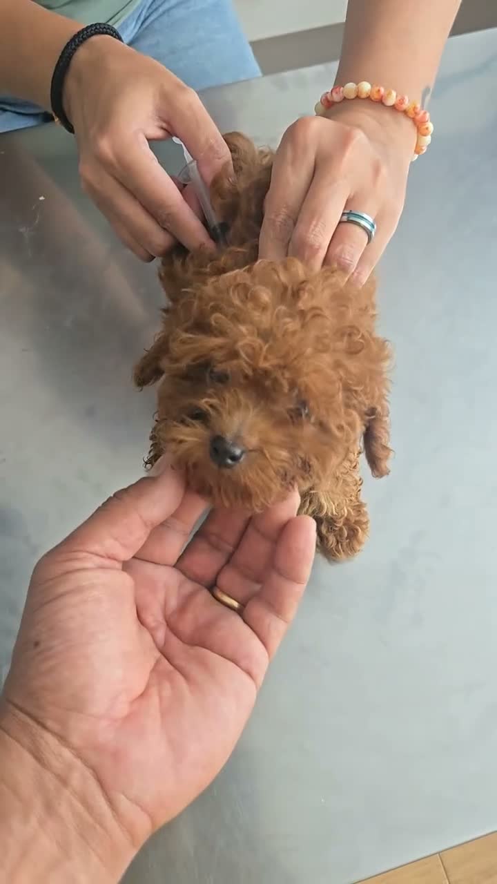Caniche Toy perros en venta: CANICHE TOY - Video 1