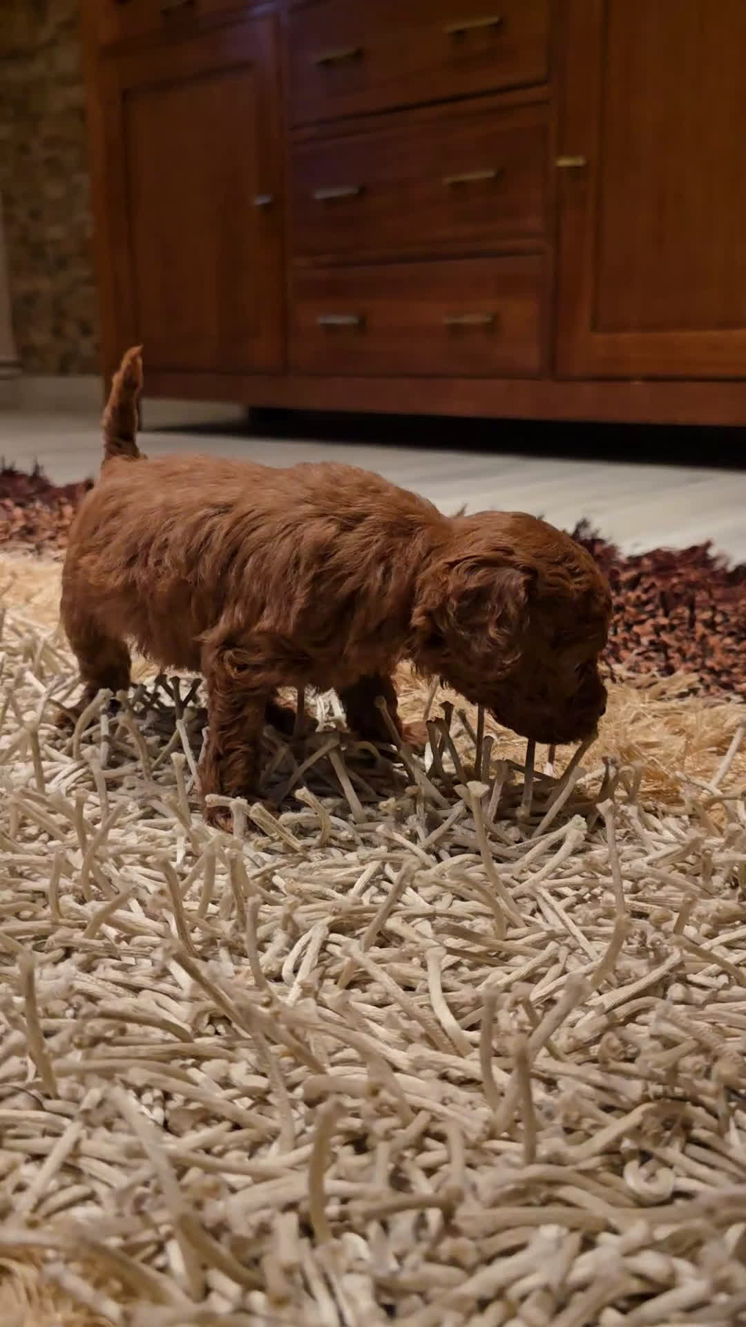 Caniche Toy perros en venta: EJEMPLARES DE CANICHE TOY  - Video 1