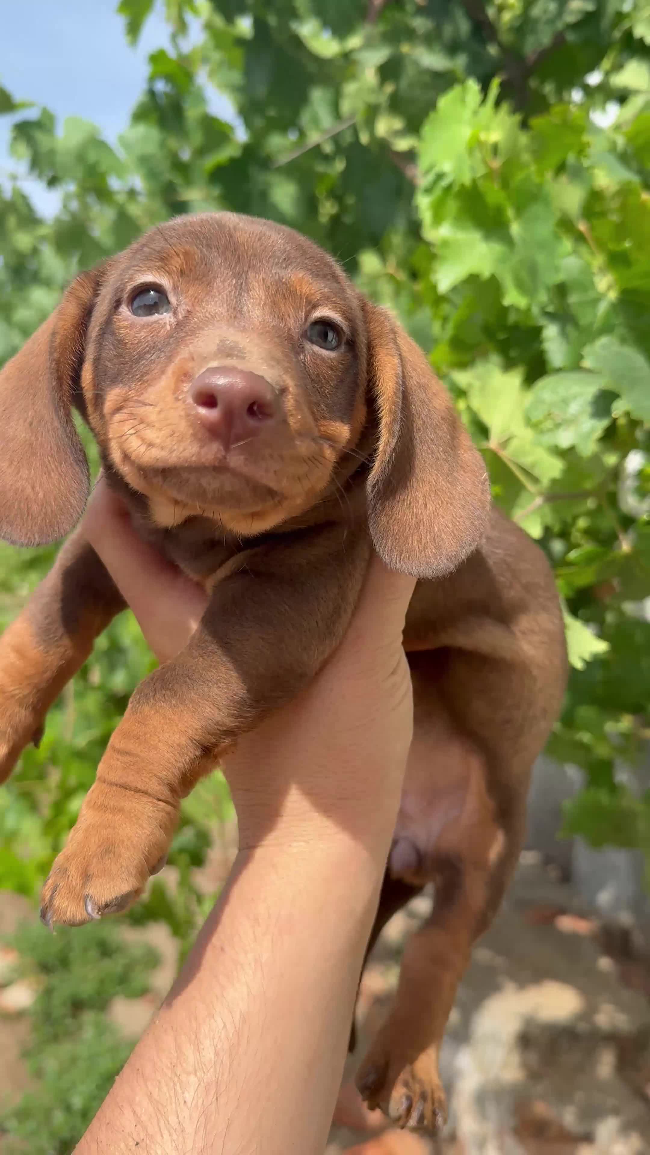 Teckel Miniatura perros en venta: Teckel chocolate - Video 1