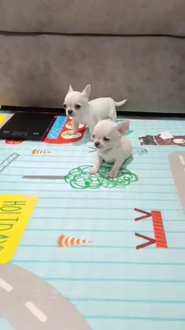 Chihuahua perros en venta: CHIHUAHUAS MINI TOYS CALIDAD - Video 1