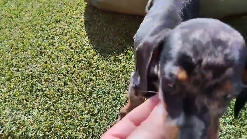 Teckel Miniatura perros en venta: TECKEL KANICHEN - Video 2