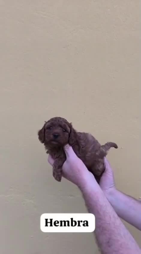 Caniche Toy perros en venta: Hembra de caniche toy rojo - Video 1
