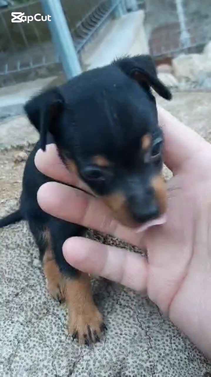 Pinscher Miniatura perros en venta: MINI PINCHER TOY - Video 1