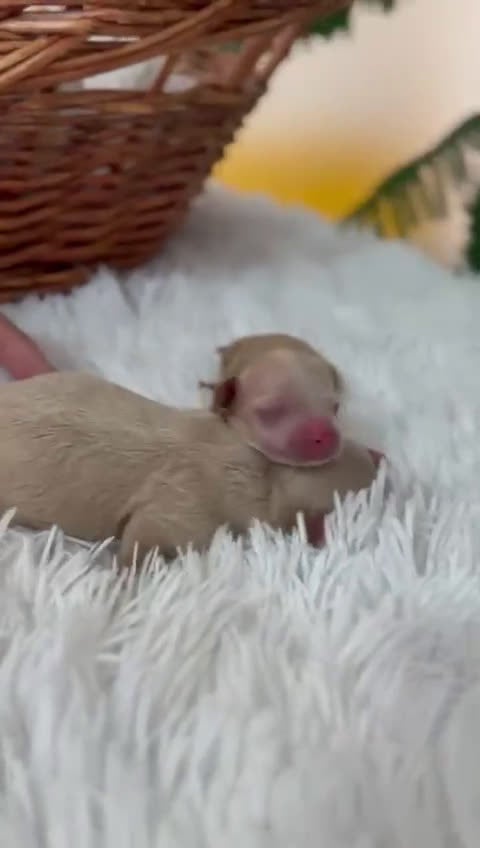 Maltipoo perros en venta: MALTIPOO HEMBRA - Video 1