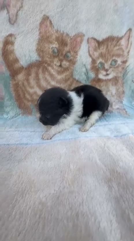 Pomerania perros en venta: Pomerania - Video 1