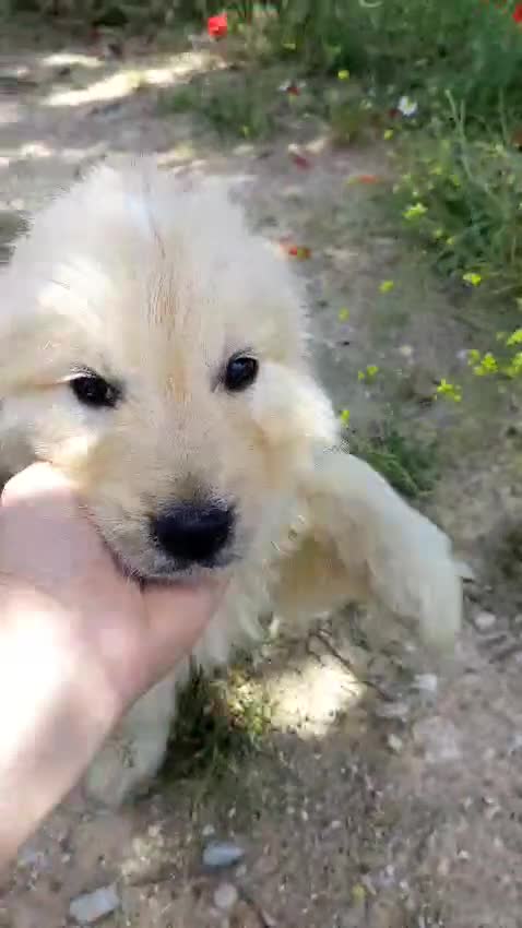 Golden Retriever perros en venta: Machos de Golden Retriever - Video 2