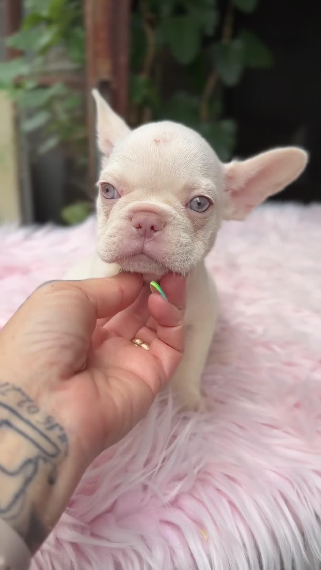 Bulldog Francés perros en venta: Bulldog francés ojos azules  - Video 1