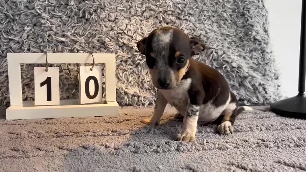 Chihuahua perros en venta: Chihuahua macho tricolor  - Video 3