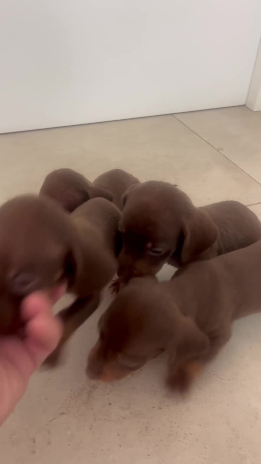 Teckel Miniatura perros en venta: Excelentes Teckel Kaninchen Chocolate. 601144783 - Video 3
