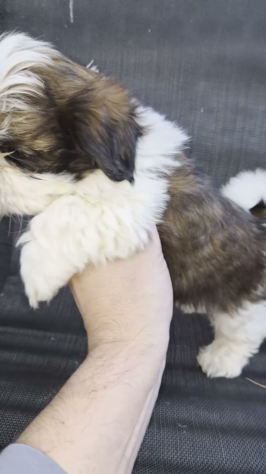 Shih Tzu perros en venta: Machitos shih tzus  - Video 2