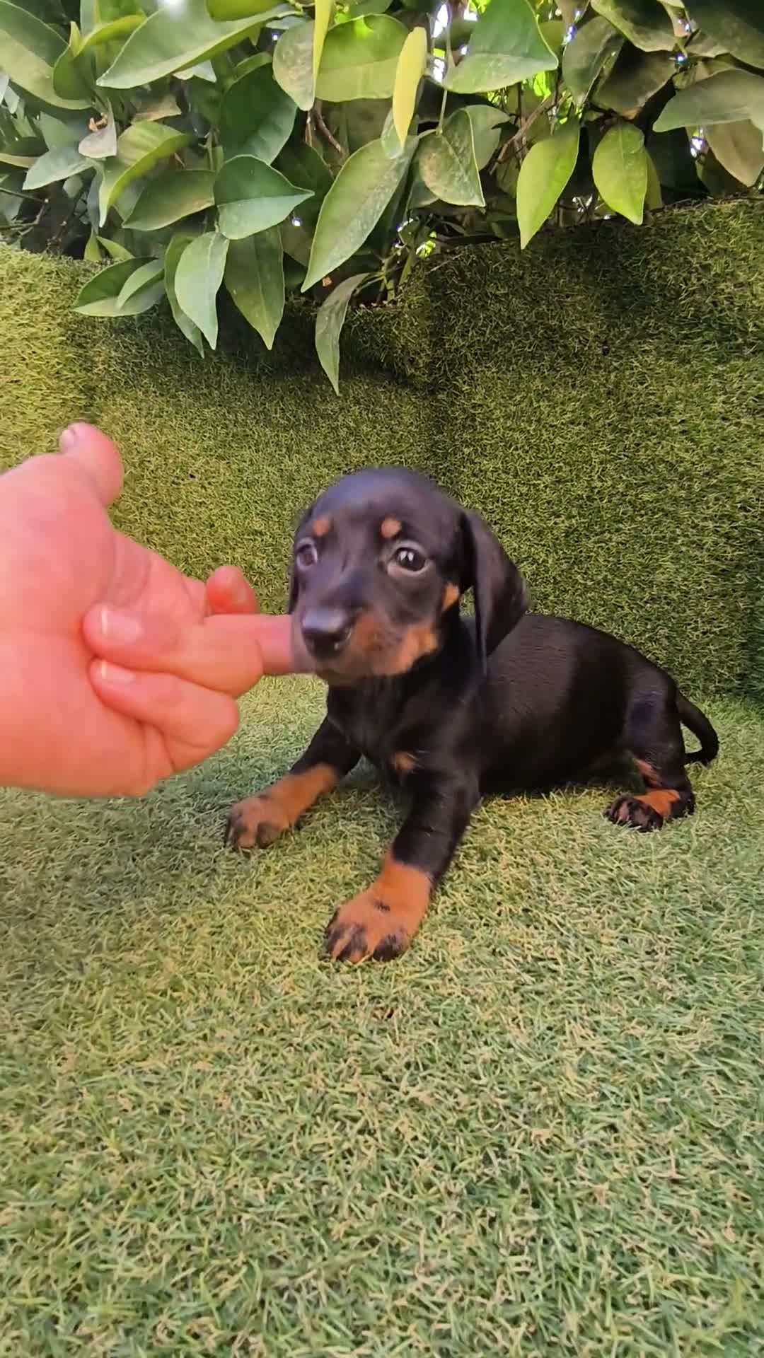 Teckel Miniatura perros en venta: camada teckel miniatura  pelo basto corto    - Video 5