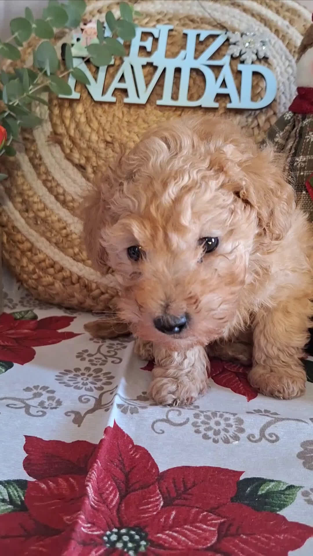 Caniche Toy perros en venta: CANICHE TOY - Video 1