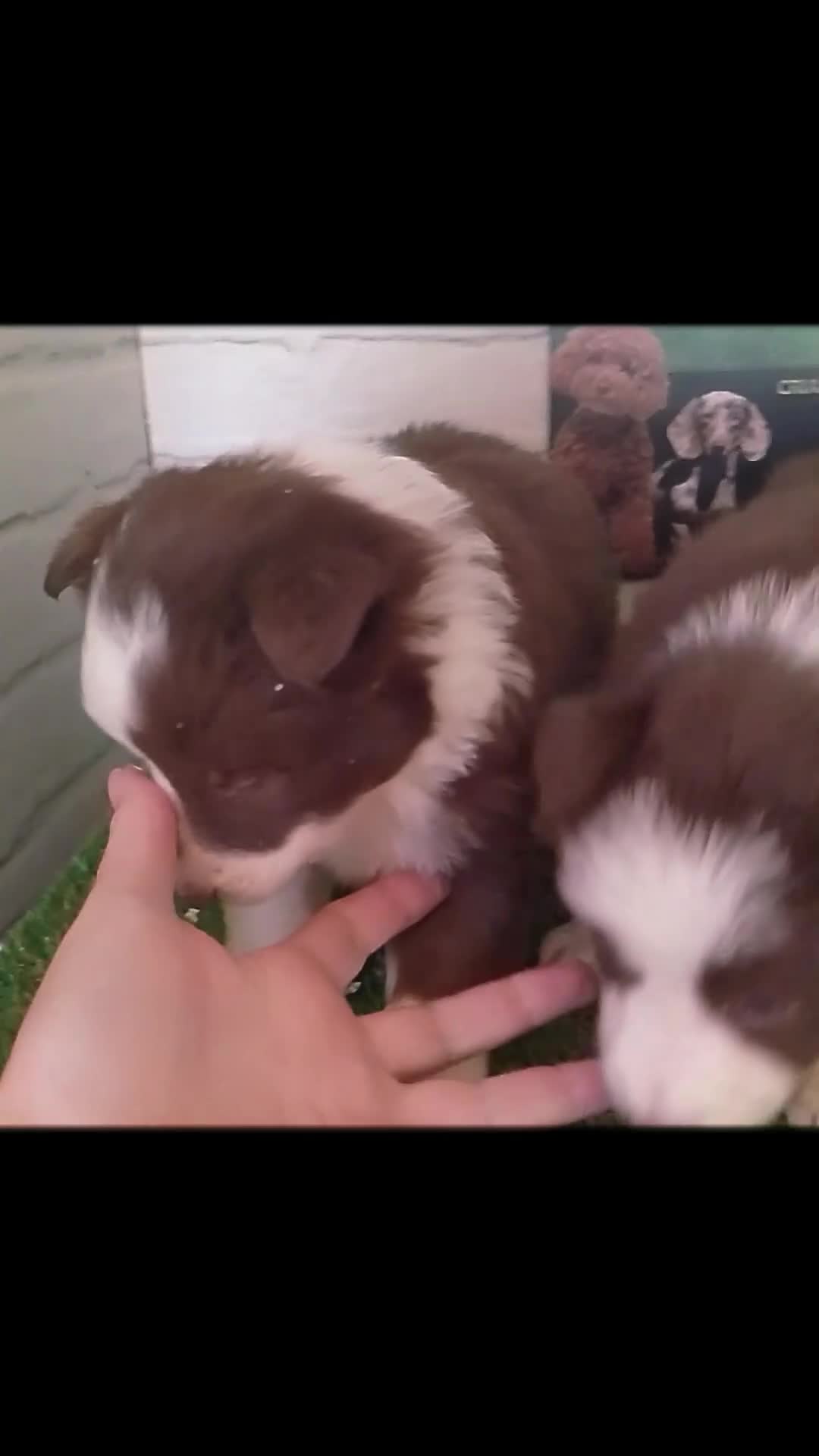 Border Collie perros en venta: Border Collie  - Video 1
