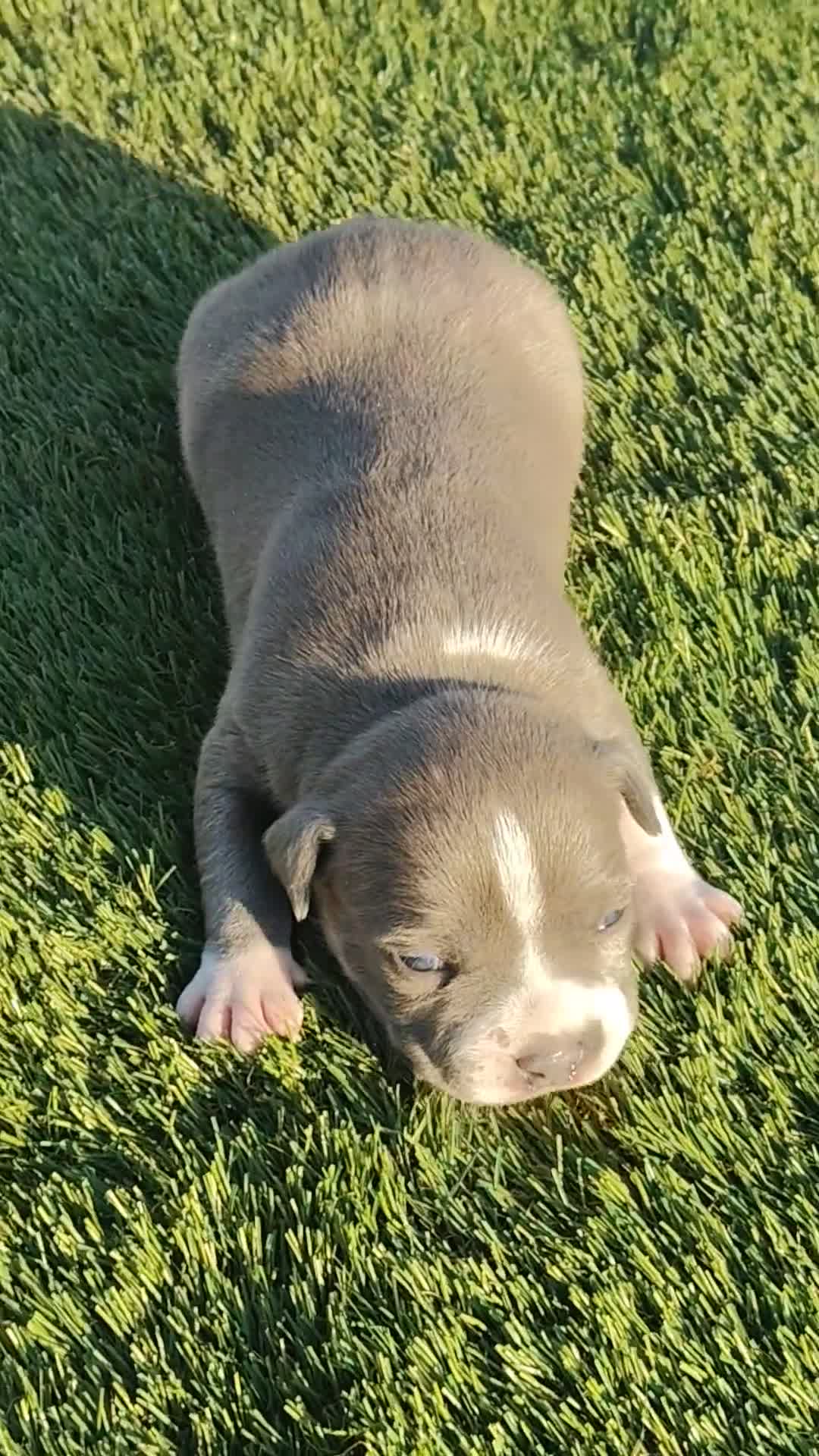 American Staffordshire-Terrier perros en venta: PEDIGREE AMERICAN STAFFORDSHIRE TERRIER BLUE  - Video 3