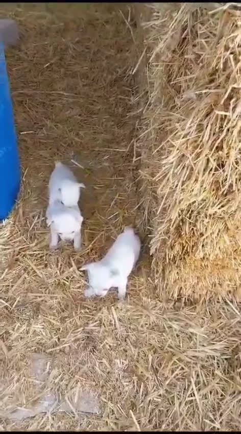 Chihuahua perros en venta: CHIHUAHUA EXCLUSIVO  - Video 2