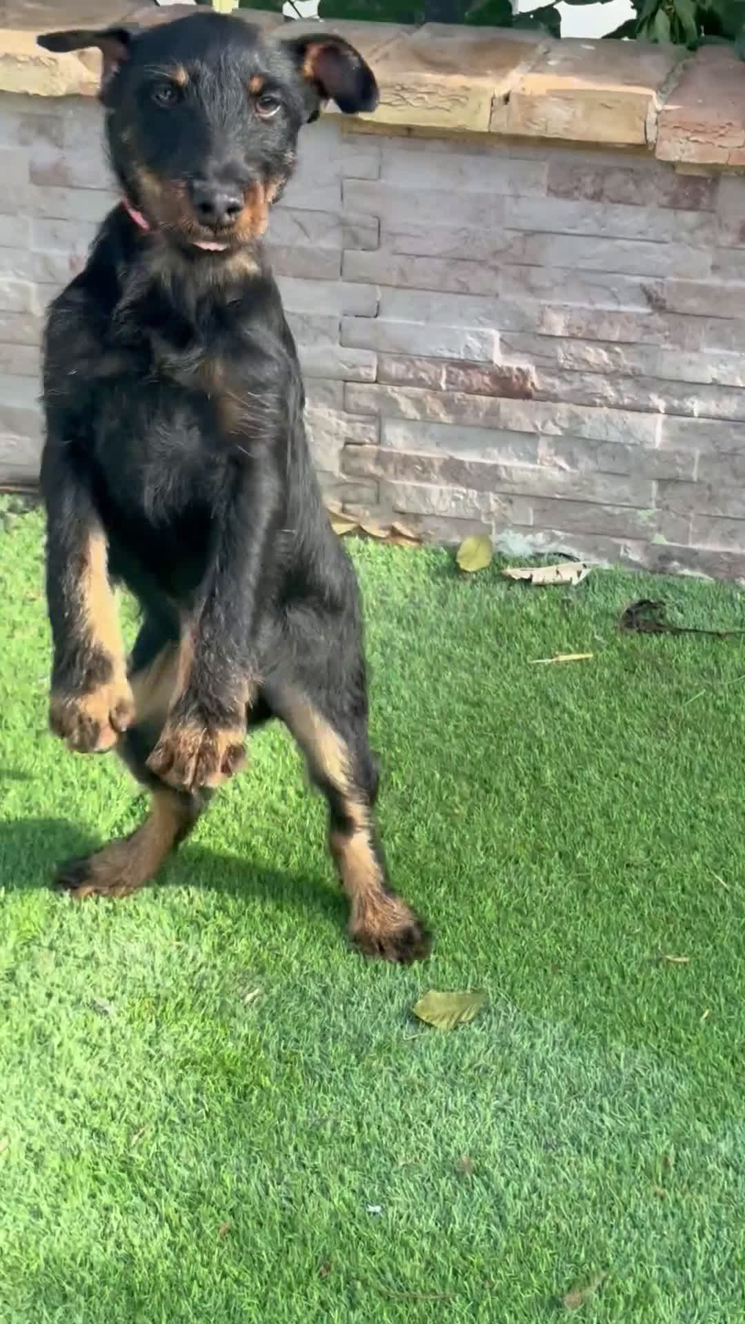 Terrier Alemán de Caza perros en venta: Cachorro Jagd terrier 5 meses  - Video 1