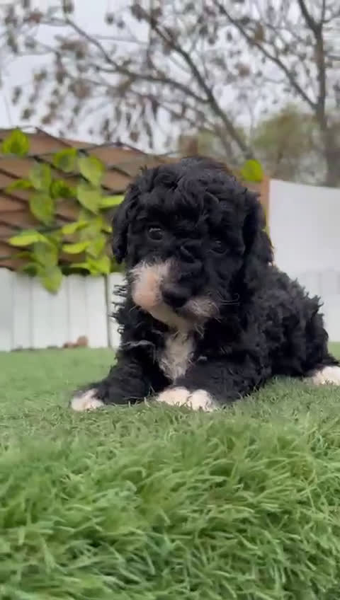 Perro de Agua Español perros en venta: PERRO DE AGUA HEMBRA RABONA - Video 2