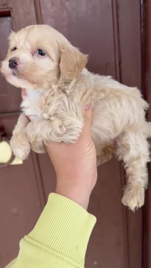 Maltipoo perros en venta: Maltipoo hembra disponible  en Huelva - Video 1