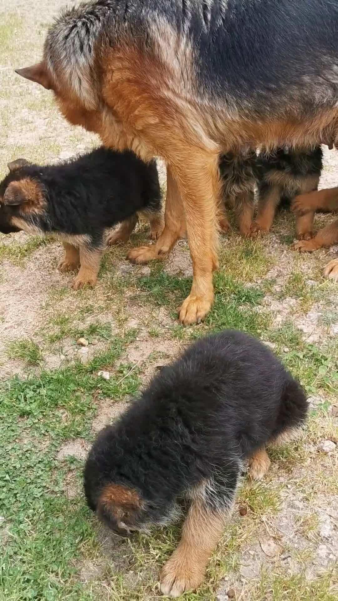 Pastor Alemán perros en venta: CACHORROS PASTOR ALEMÁN  - Video 5