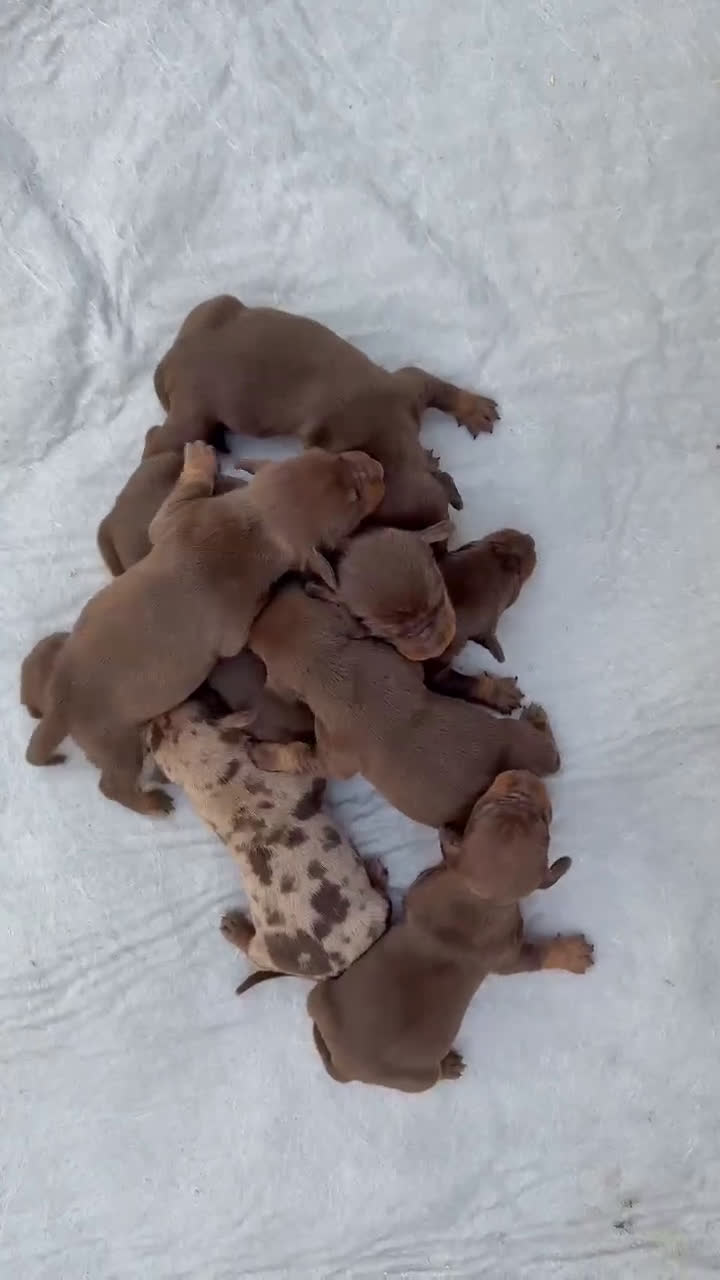 Teckel Miniatura perros en venta: TECKEL MINIATURA CHOCOLATE - Video 1