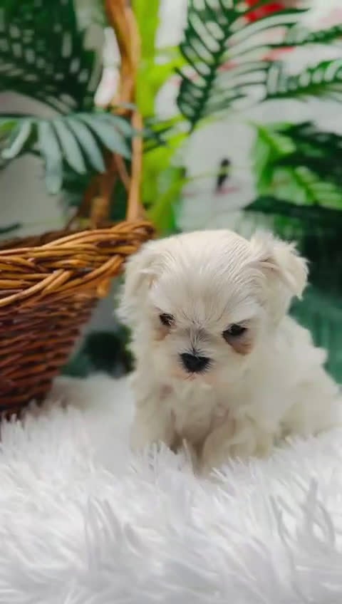 Bichón Maltés perros en venta: BICHON MALTES LINEA COREANA - Video 1