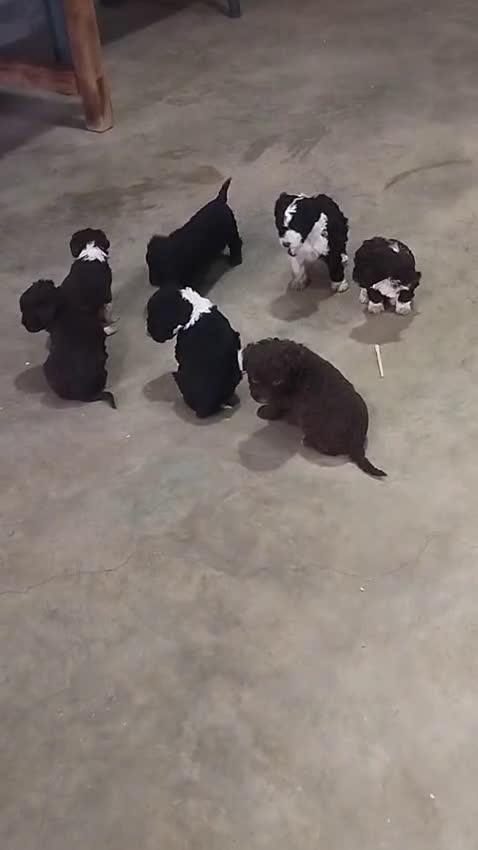 Perro de Agua Español perros en venta: Precioso machito chocolate - Video 1