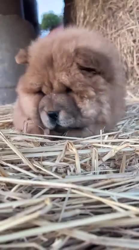 Chow Chow perros en venta: Chow Chow hembra  - Video 2