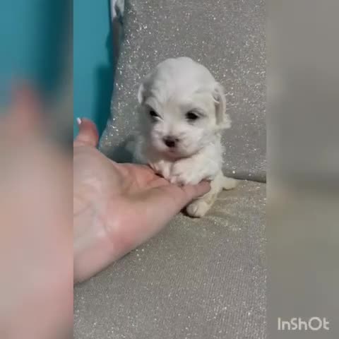 Bichón Maltés perros en venta: Bichon Maltes - Video 2