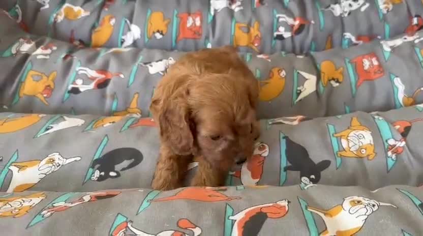 Cavapoo perros en venta: Cavapoo Hembrita  - Video 1