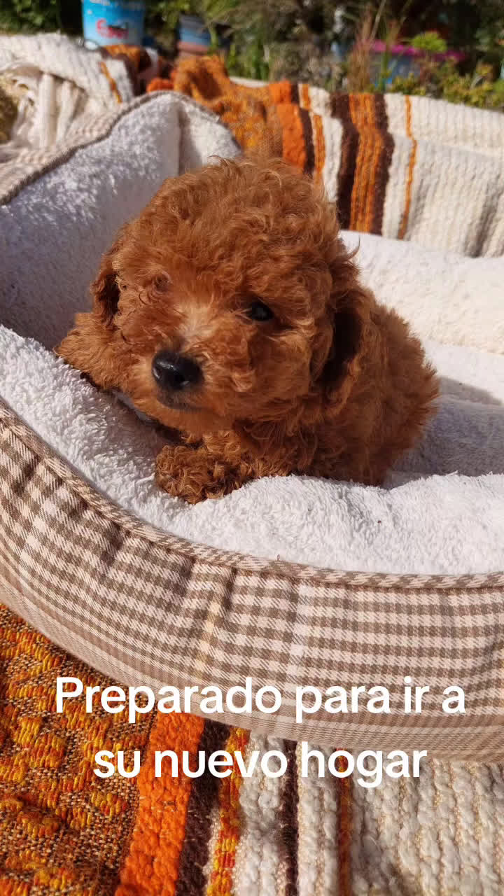 Caniche Toy perros en venta: CANICHES EXCLUSIVOS - Video 1