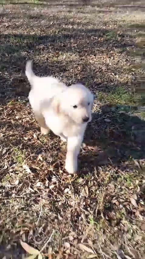 Golden Retriever perros en venta: Camadas de Golden - Video 4