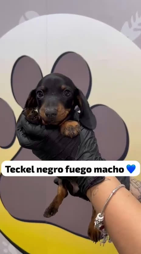 Teckel Miniatura perros en venta: 🐾 Pequeños Teckel mini 🐾 - Video 1