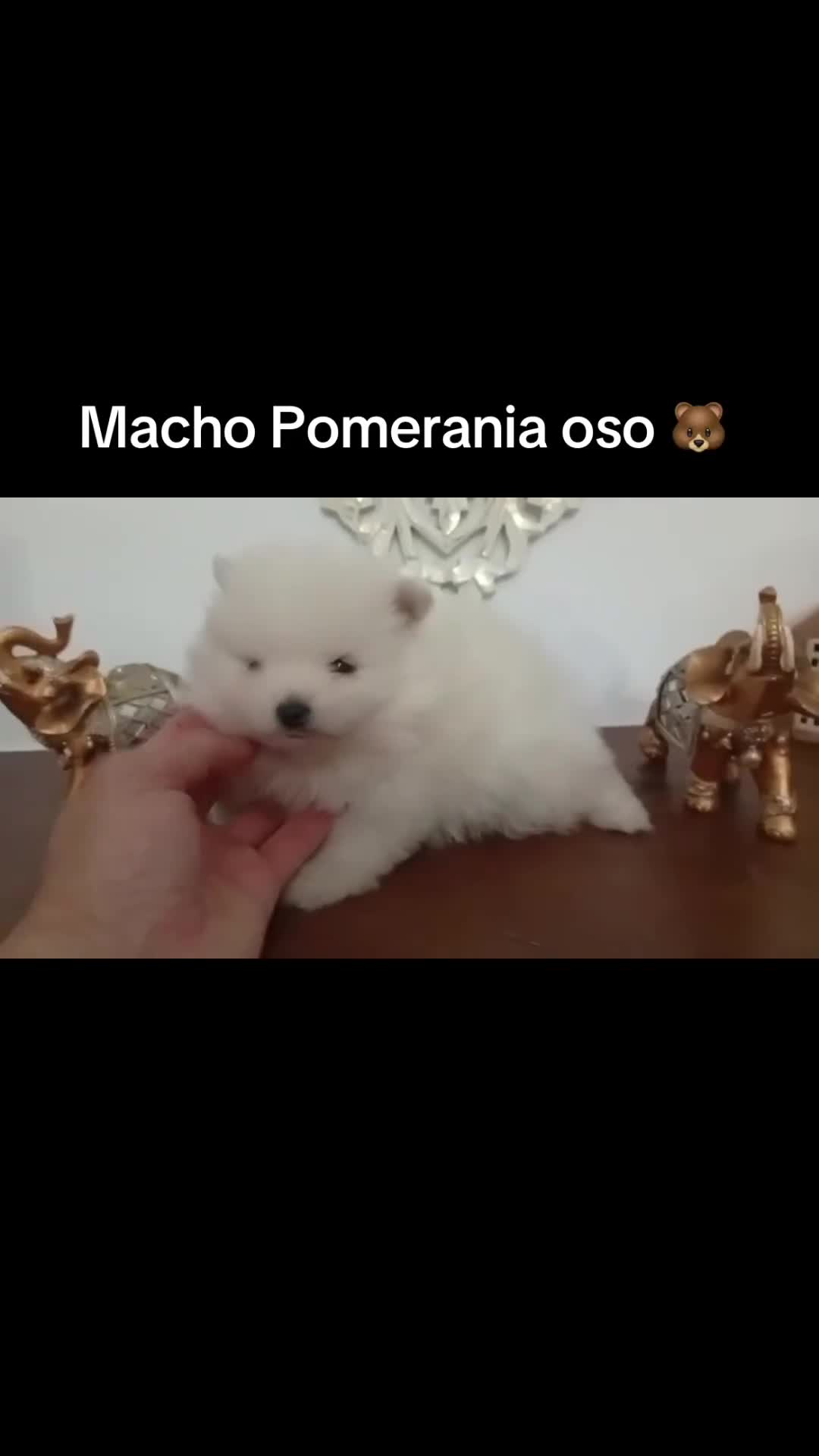 Pomerania perros en venta: Pomerania oso - Video 1
