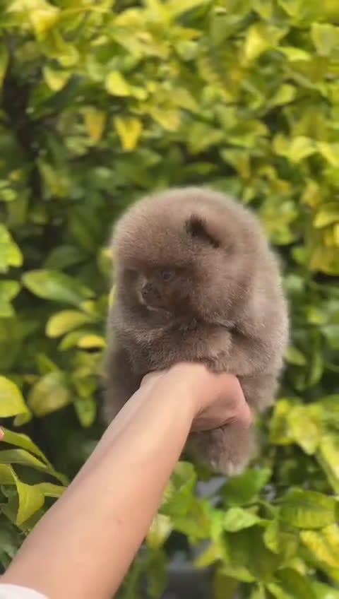 Pomerania perros en venta: LULÚ DE POMERANIA  - Video 1