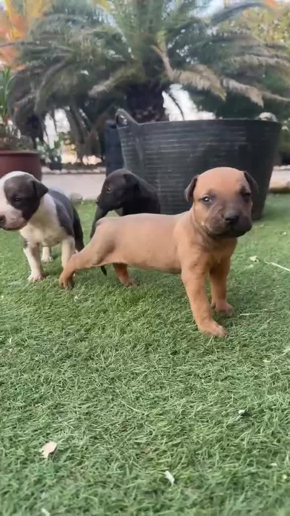 American Pit Bull Terrier perros en venta: Disponibles Pitbull XL - Video 4