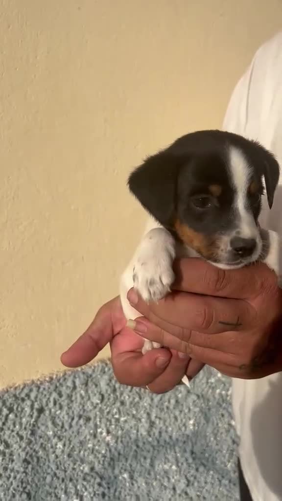 Ratonero Bodeguero Andaluz perros en venta: Bodegueros  - Video 2