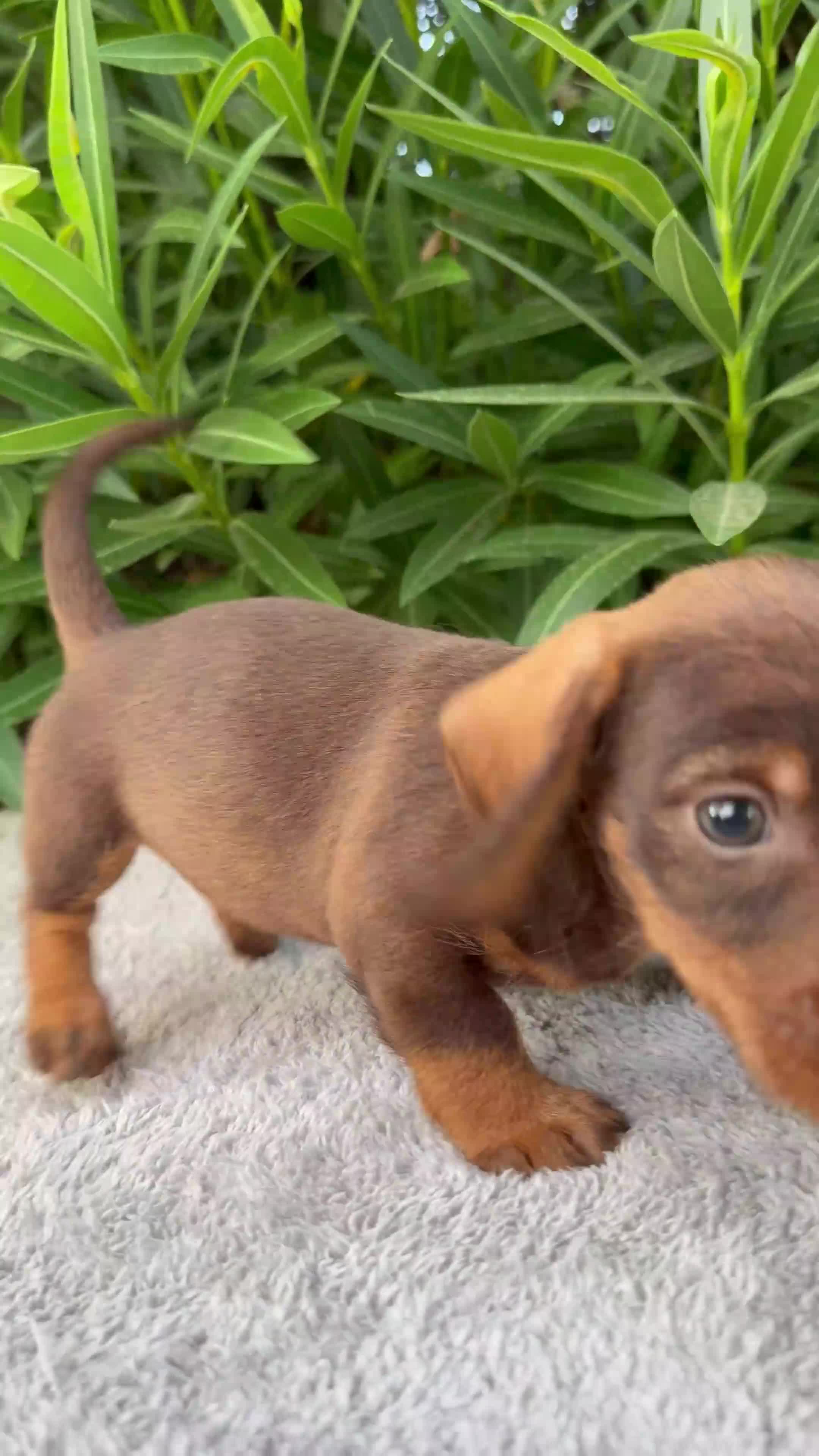 Teckel Miniatura perros en venta: TECKEL MINIATURA CHOCOLATE  - Video 1
